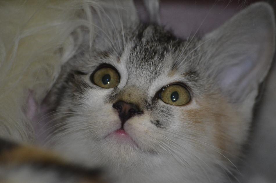 Kitten blur macro