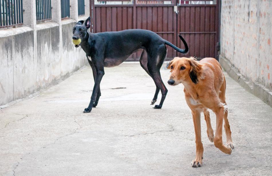 Dogs Playing Saluki Persian
