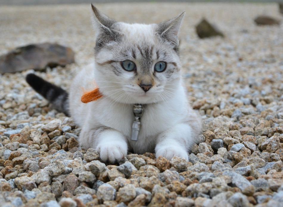 kitten lying on the beach with a collar