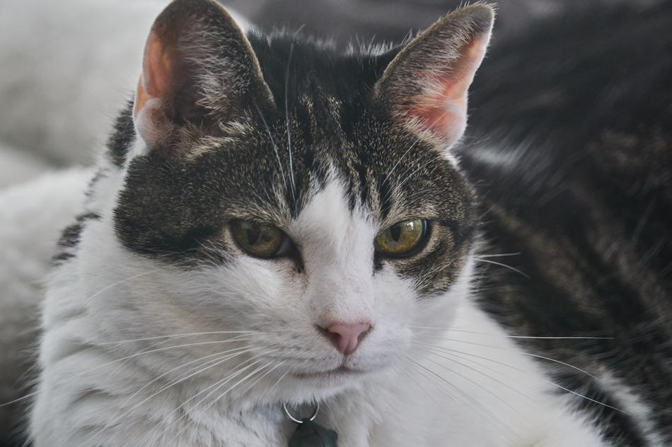 Cat Eye Domestic Cat'S