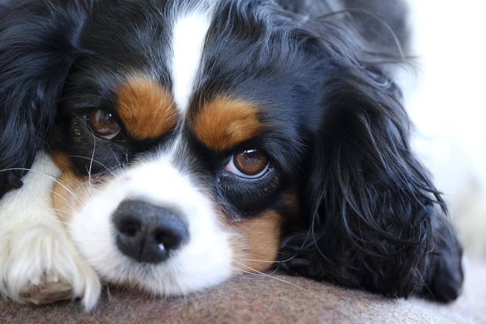 Cavalier King Charles dog