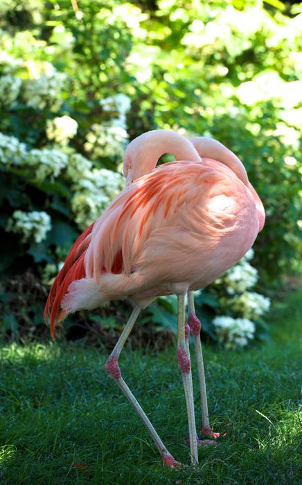 Flamingo Pink Bird