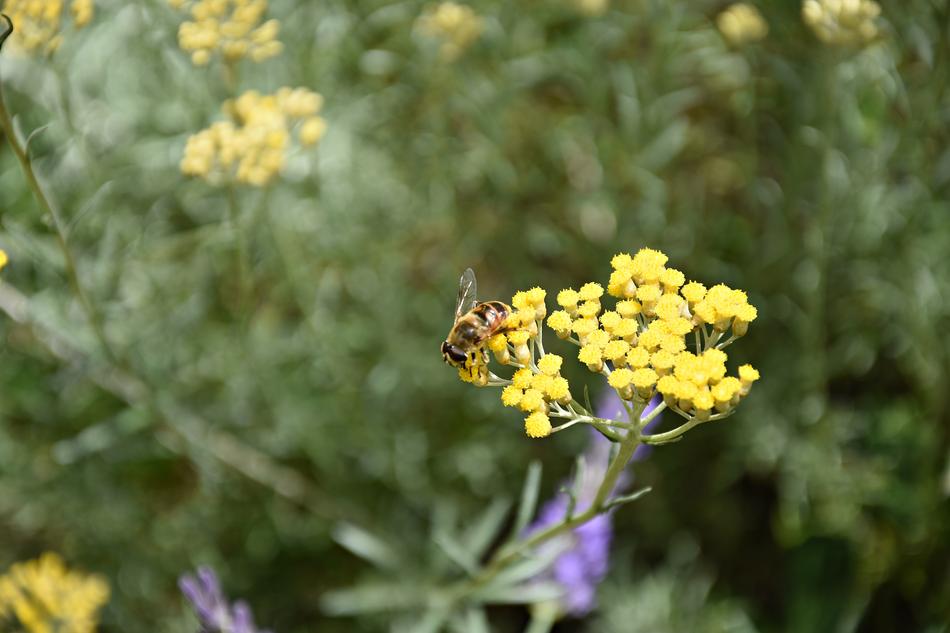 Bee Insect Nature