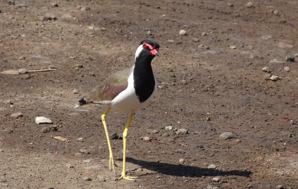 Bird Red-Wattled Lapwing Vanellus indicus