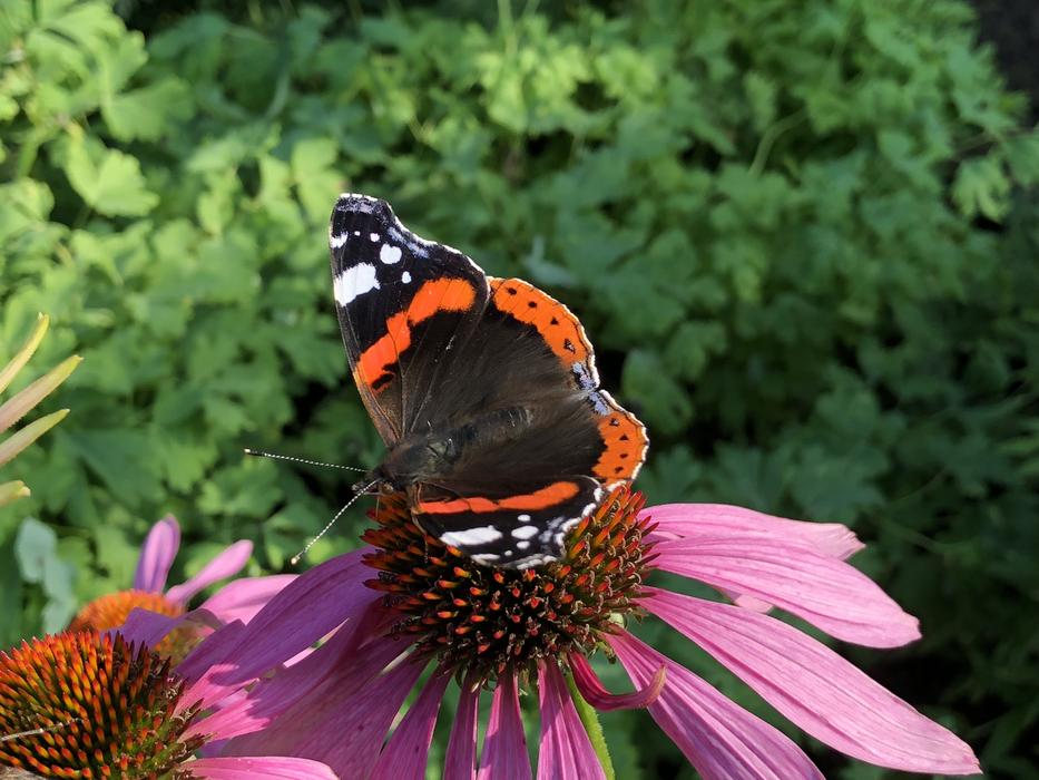 Butterfly Black Orange