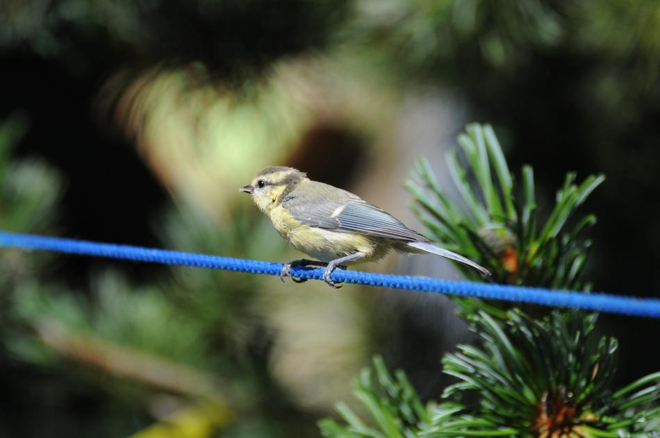 Tit Bird Garden