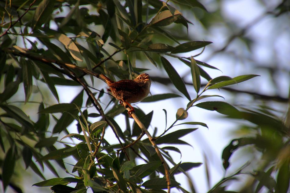 Willow Wren Bird Morning