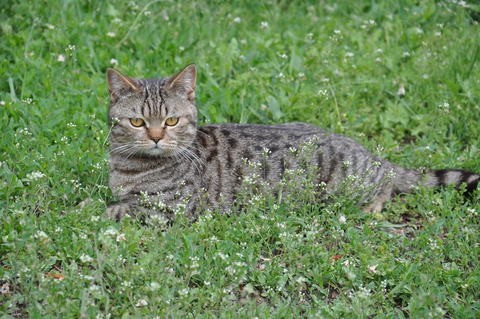 Cat A Lying On The Grass