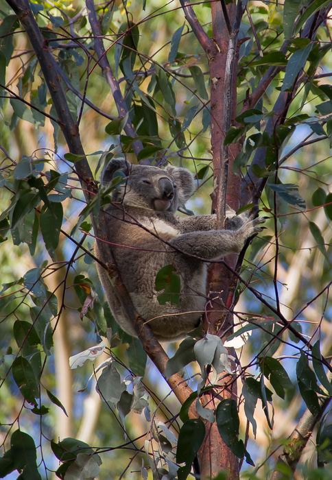 Koala Bear Marsupial