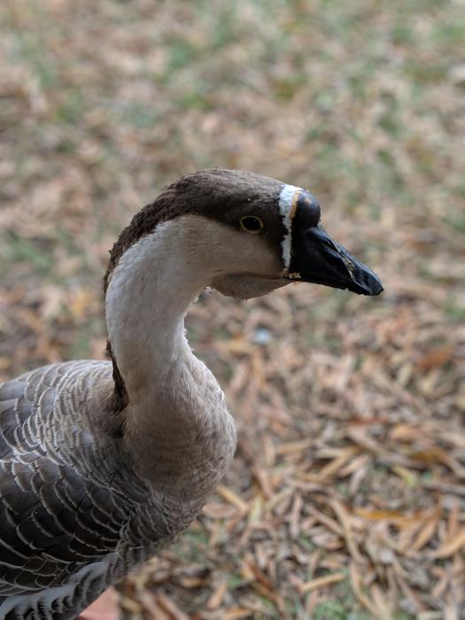 wild goose in nature