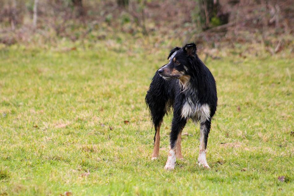 Wet Dog In Field Black Tan