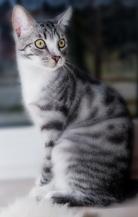 Cat Domestic Sitting