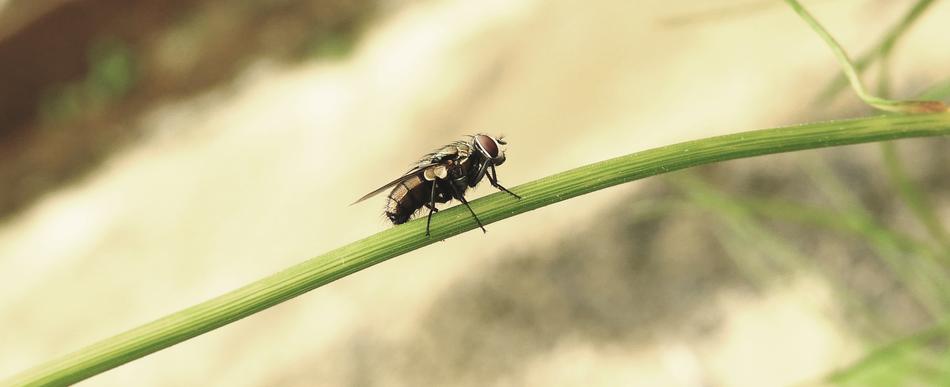 Insect Macro Fly