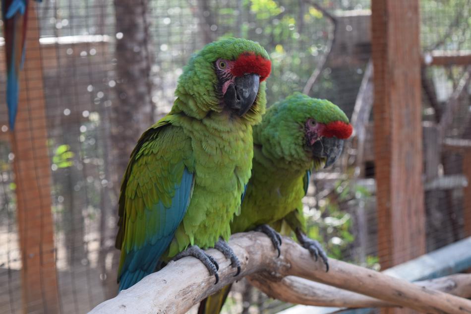 Bird Green Nature