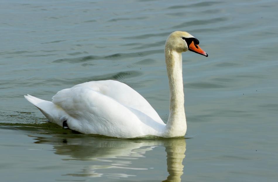 Mute Swan White