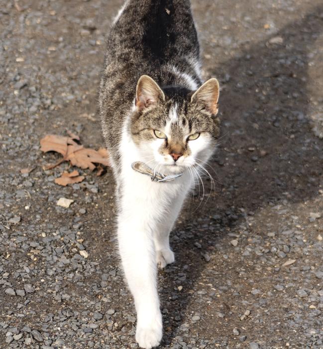 Cat Domestic Kitten