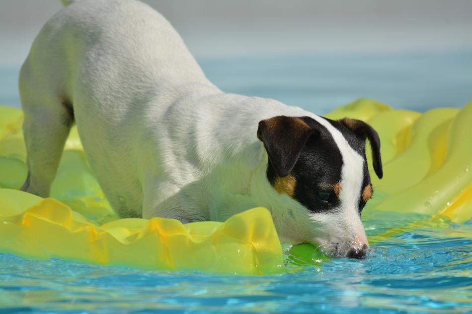 jack russel terrier swimming in the pool