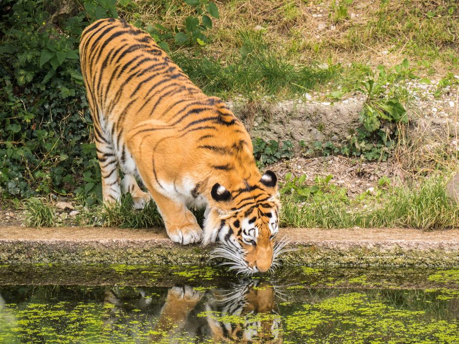 Tiger Animal Predator