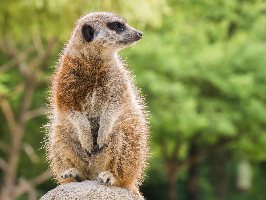 Meerkat Animal Nager