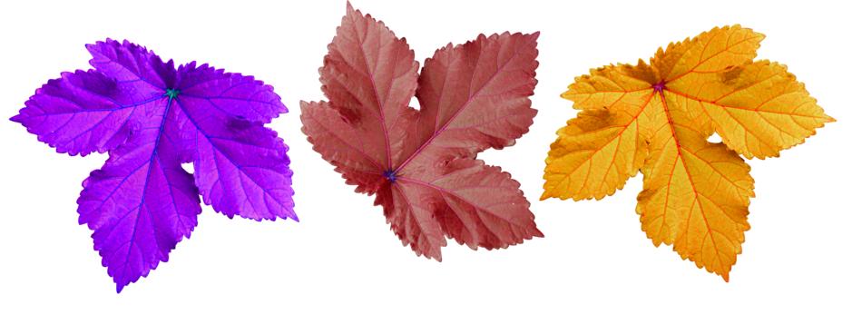 Large Leaf Decorate