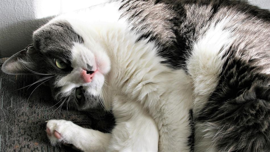 Pinto Domestic Cat Fur