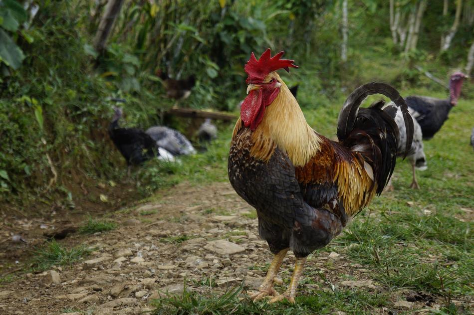 Gallo Farm
