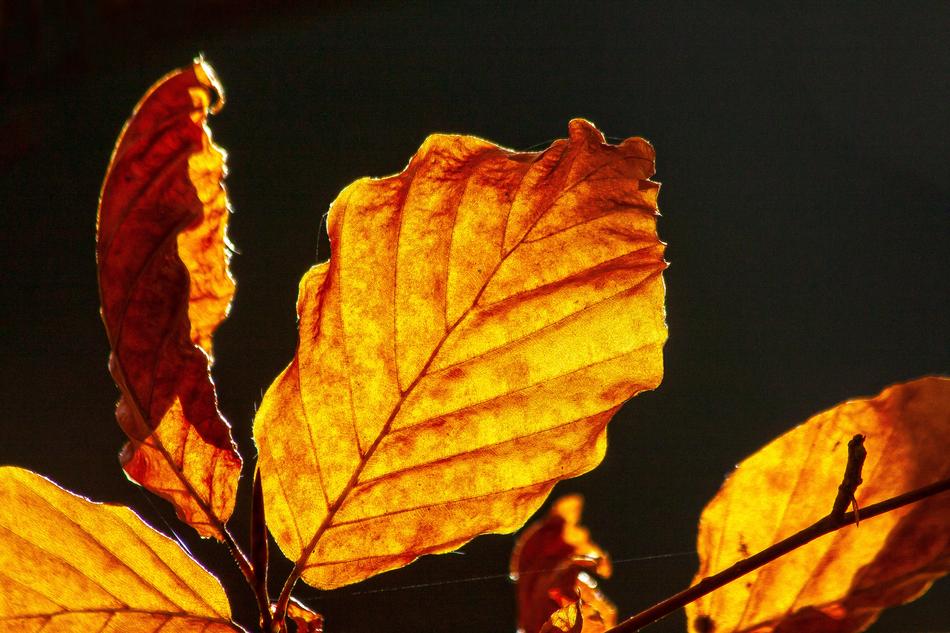 Autumn Colorful Leaves