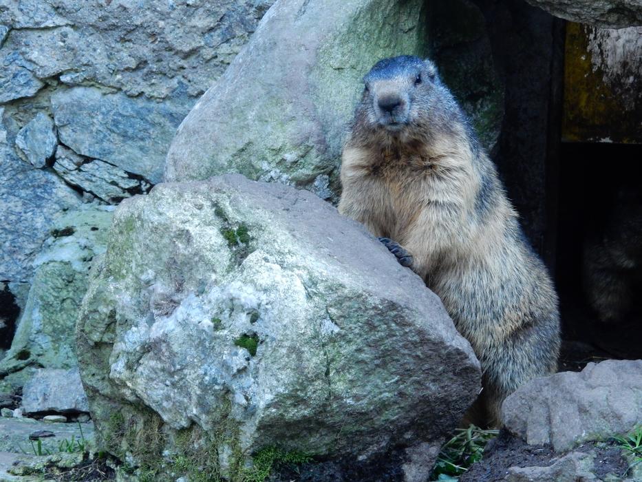 Marmot Groundhog Posing
