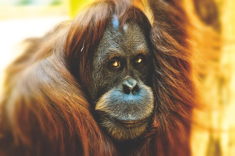 Orang Utan Monkey Cute