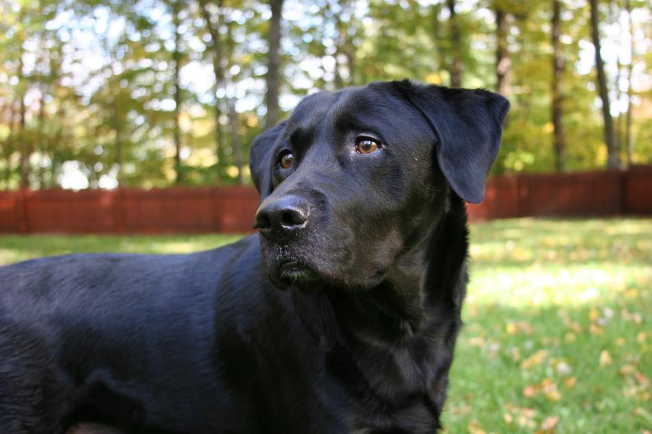 Fall Foliage Dog Labrador