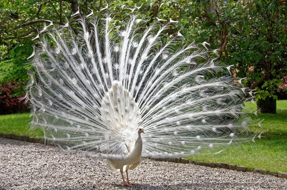 a magnificent white bird