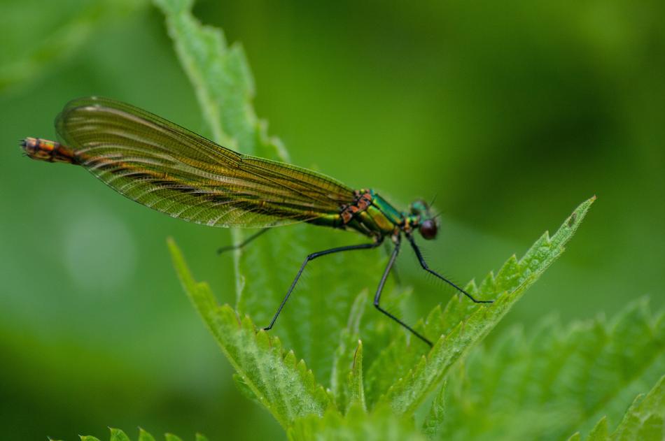 Dragonfly Insect Nature