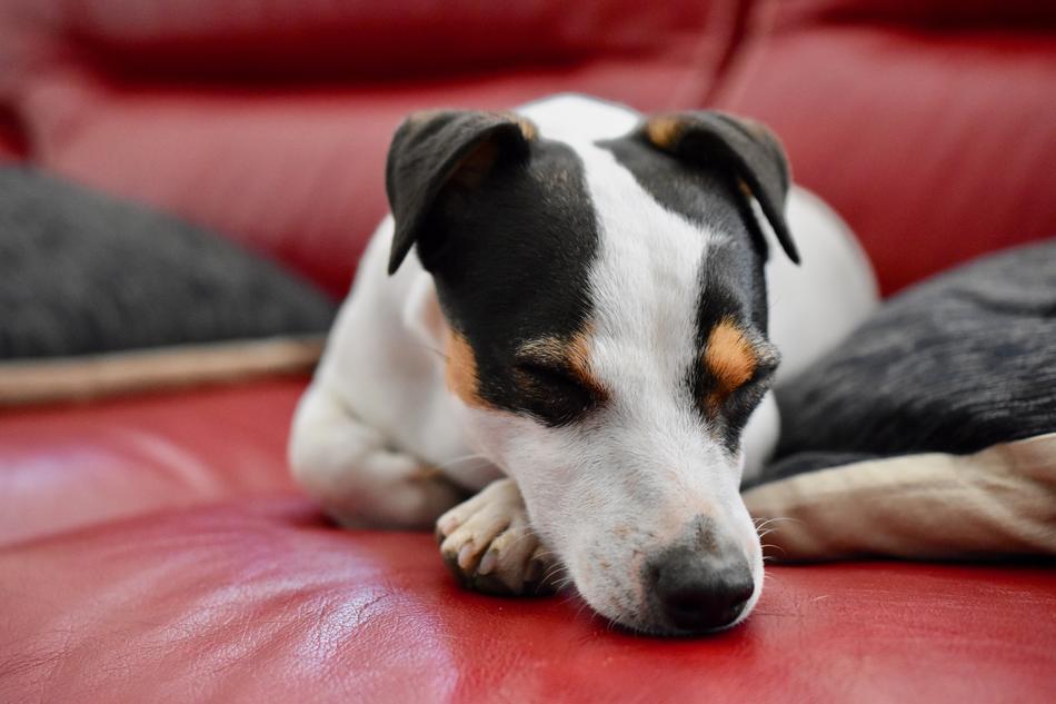 Jack Russel Dog Sleep