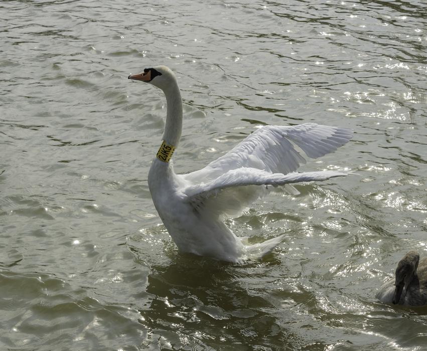 Winged Swan Bird