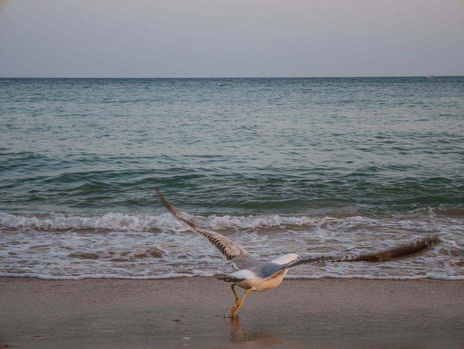 Gull Bird Flying Take