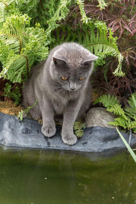Cat Carthusian Pets
