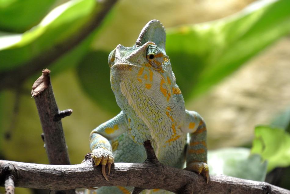 Chameleon Reptile Animal Closeup photo