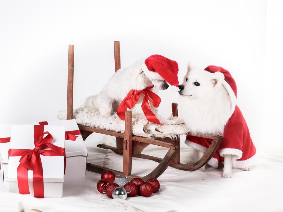 white dogs in a red suit