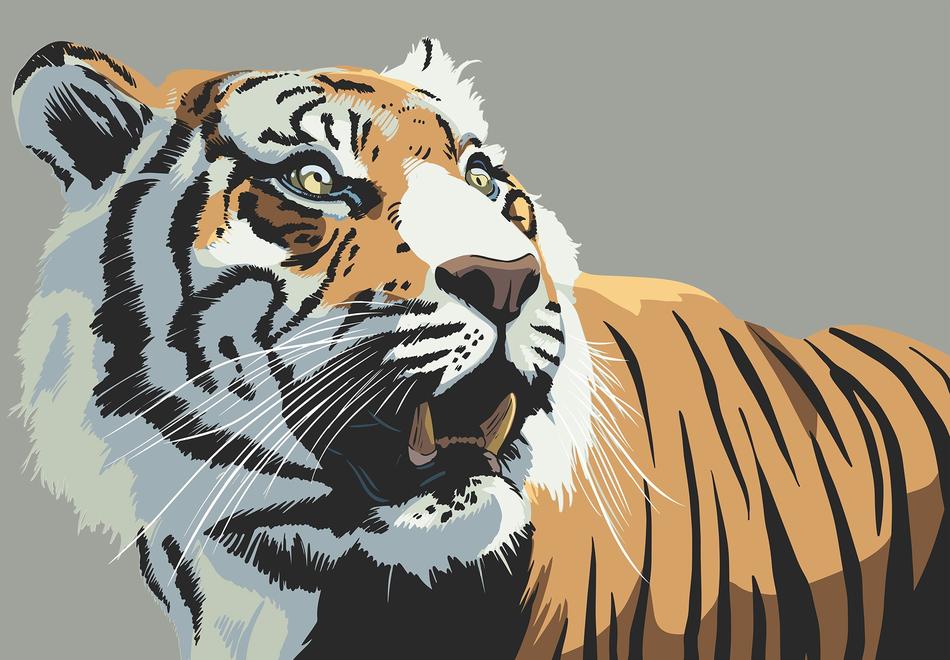tiger animal stare teeth wild