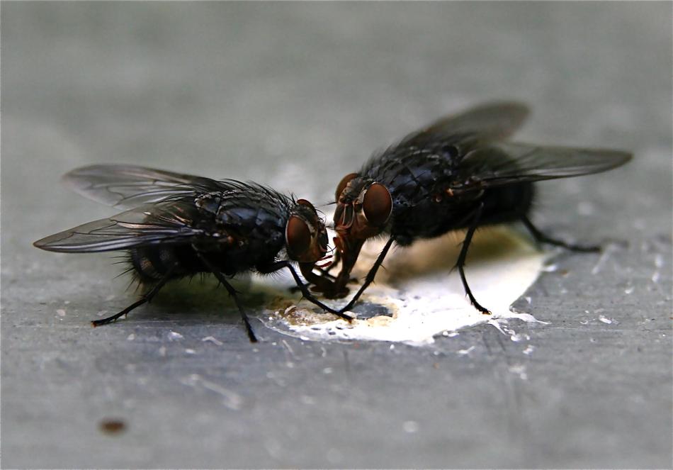Insect Flying Close