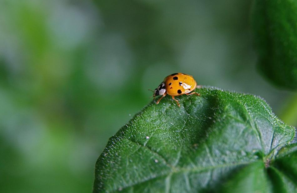 Insect Ladybug Beetle