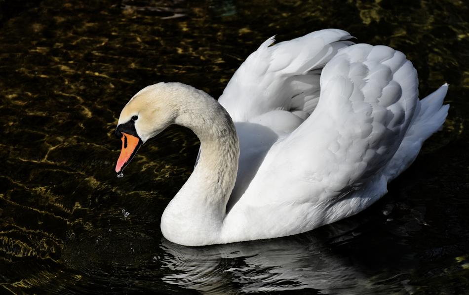 Swan Elegant Noble