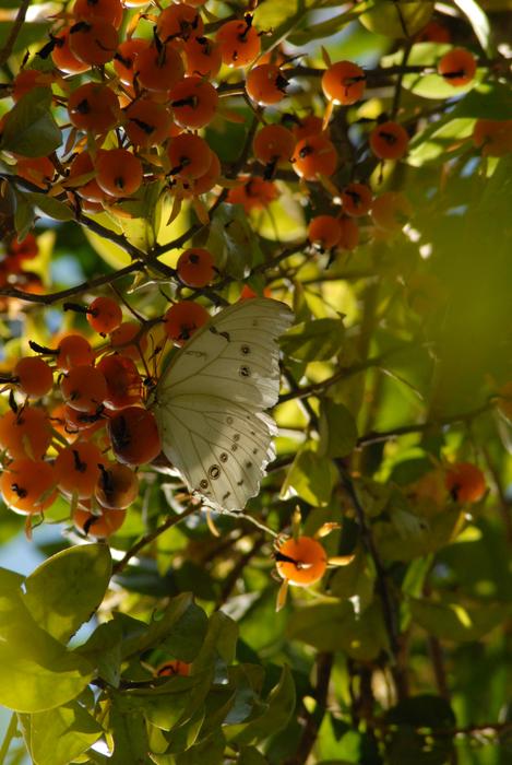 white butterfly in the garden against a background of berries