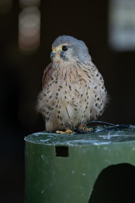Bird Hawk Perched