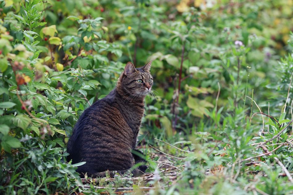 Cat Hunt Animal