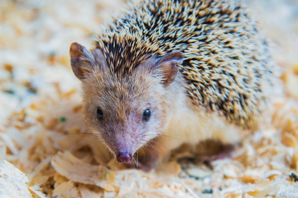 small hedgehog close up