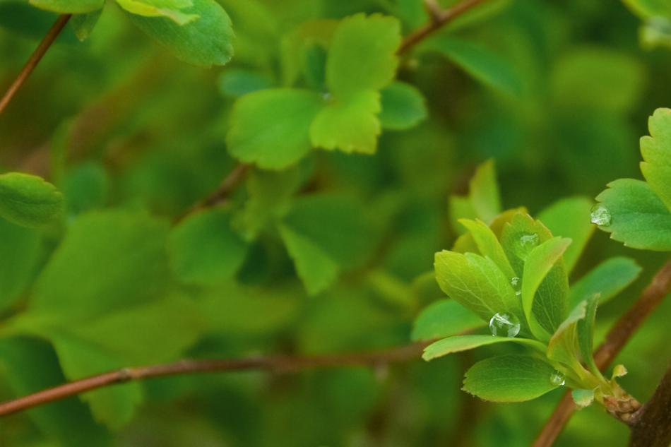 Background Green Leaves
