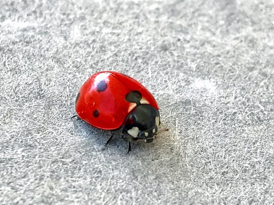 Ladybug Alifaki Insect