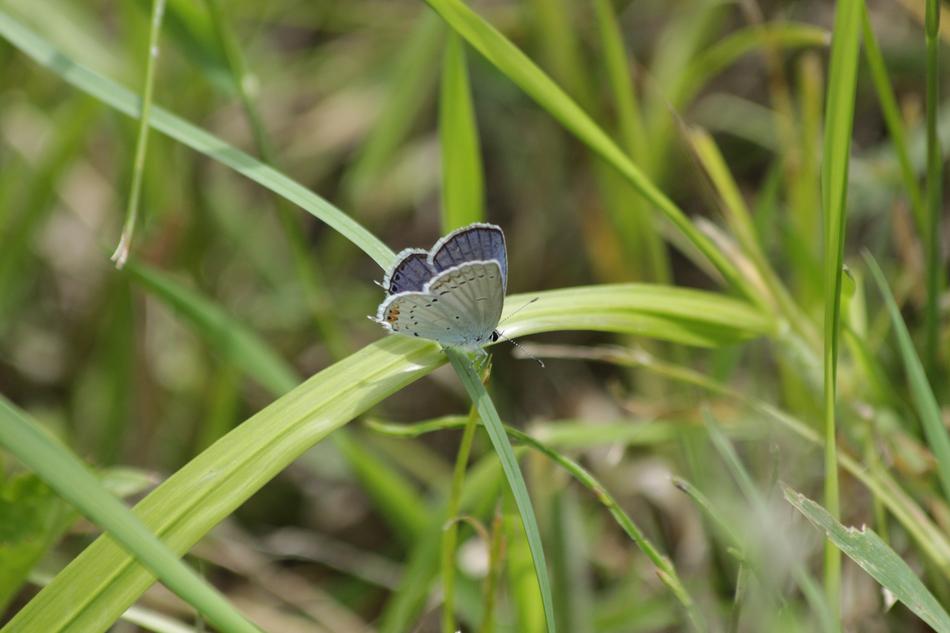 Butterfly Insect Blue