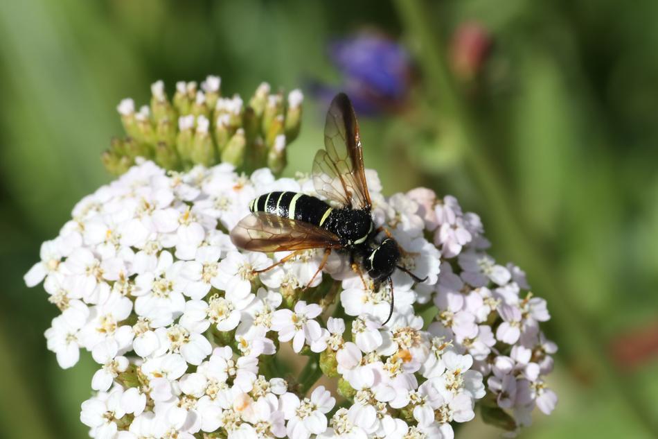 Fly Grass White
